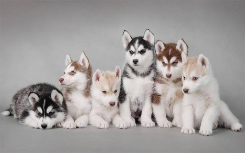 Husky male and female